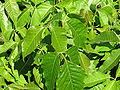 Toxicodendron radicans, leaves.jpg