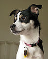 Lucy, a Rat Terrier.jpg