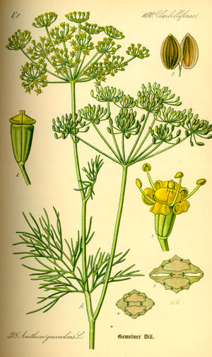 Illustration Anethum graveolens.jpg