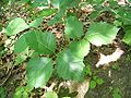 Poison Ivy in Perrot State Park.jpg