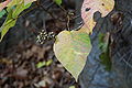 Red River Gorge - Poison Ivy.jpg