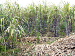 Photo of standing and fallen cane